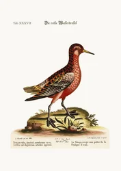 The Red Coot-Footed Tringa, 1749-73